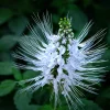 White Cat Whisker Plant Live, Orthosiphon aristatus, Tropical Flower, 2.5x4 inch Pot - Image 1