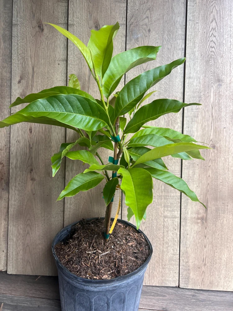 White Champaca Live Plant – Fragrant Michelia alba Tree – 3 Gallon Pot – Grafted - Cannot ship to CA - Image 2