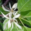 White Champaca Live Plant – Fragrant Michelia alba Tree – 3 Gallon Pot – Grafted - Cannot ship to CA - Image 1