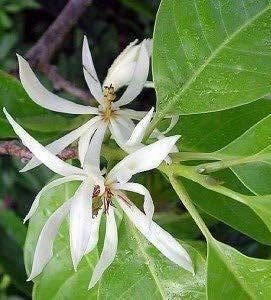 White Champaca Live Plant – Fragrant Michelia alba Tree – 3 Gallon Pot – Grafted - Cannot ship to CA - Image 1