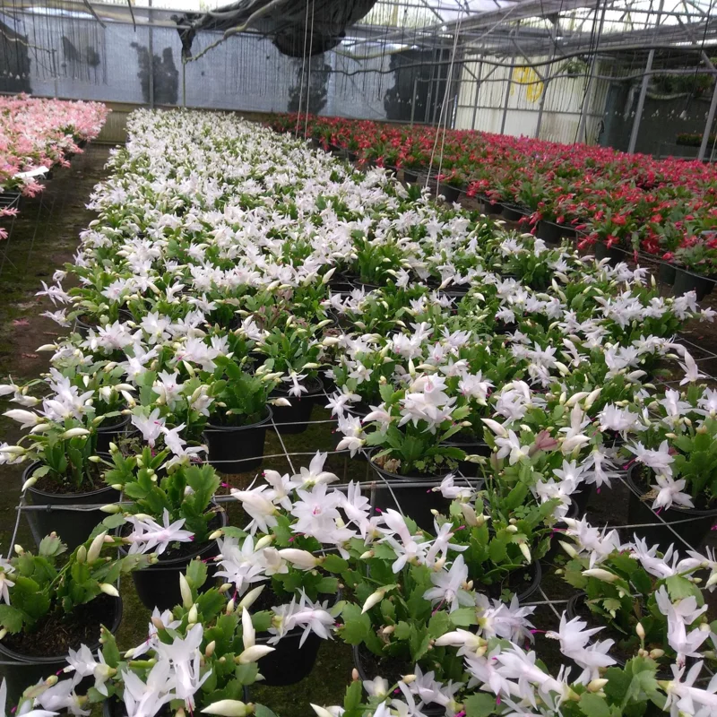 White Christmas Cactus Live Plant, 3'' Pot, Rare White Blooms, Easy Care Indoor Plant - Image 2
