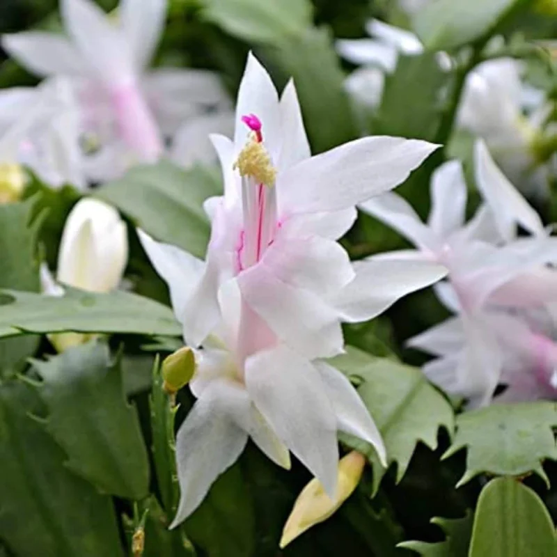 White Christmas Cactus Live Plant, 3'' Pot, Rare White Blooms, Easy Care Indoor Plant - Image 1