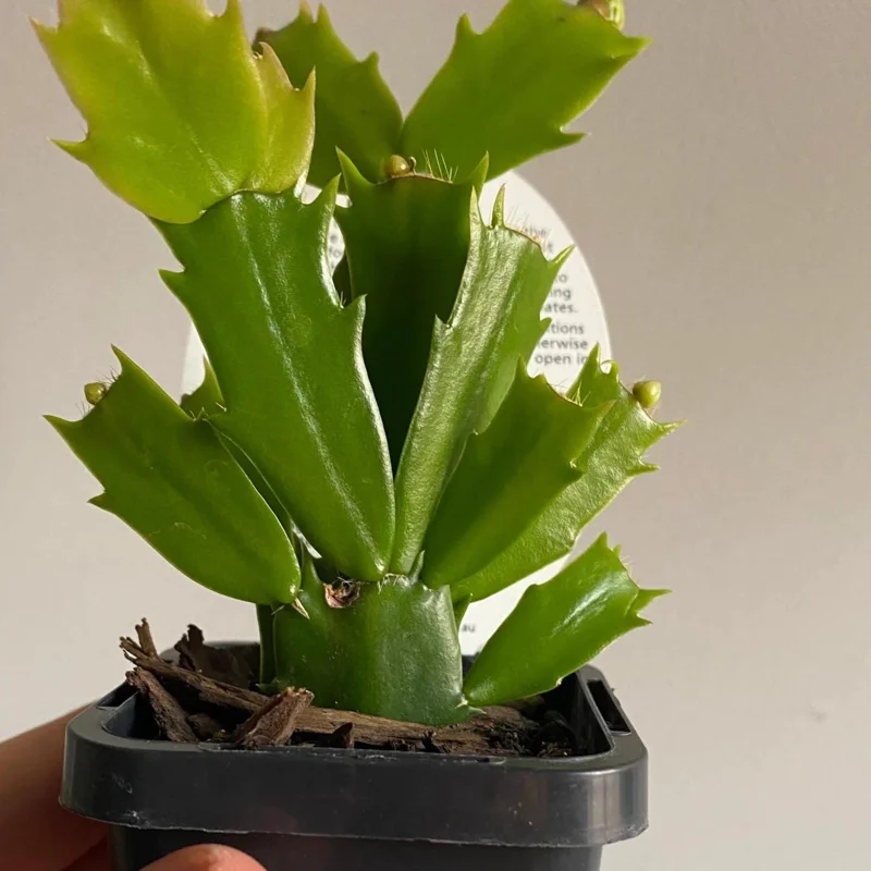 White Christmas Cactus Live Plant, 3'' Pot, Rare White Blooms, Easy Care Indoor Plant - Image 3