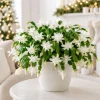 White Christmas Cactus Live Plants - Set of 2, 4-8 Inch, No Pot - Image 1