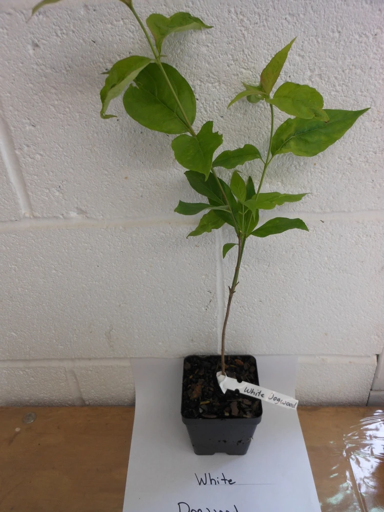 White Dogwood Live Tree – Cornus Florida – 4 inch Pot – Outdoor Flowering Plant - Image 2