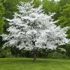 White Dogwood Live Tree – Cornus Florida – 4 inch Pot – Outdoor Flowering Plant - Image 1