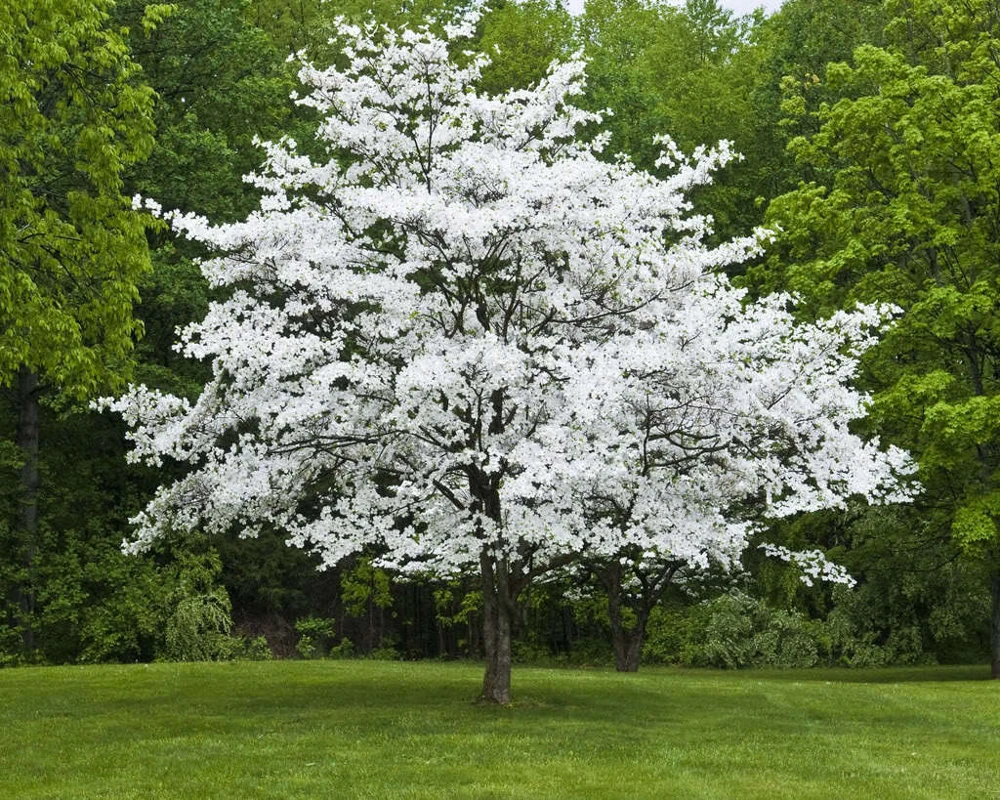 White Dogwood Live Tree – Cornus Florida – 4 inch Pot – Outdoor Flowering Plant - Image 1