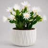 White Easter Cactus Live Plant, 4-8 Inch Tall Houseplant, No Pot - Image 1