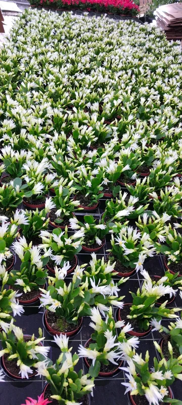 White Easter Cactus Live Plant - Hatiora gaertneri - 4 inch Pot - Indoor Succulent - Image 2