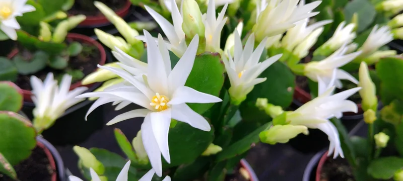 White Easter Cactus Live Plant - Hatiora gaertneri - 4 inch Pot - Indoor Succulent - Image 1