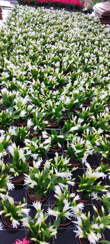 White Easter Cactus Live Plant - Rhipsalidopsis Gaertneri - Indoor Succulent, 6-10 inches Tall - Image 2
