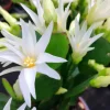 White Easter Cactus Live Plant - Rhipsalidopsis Gaertneri - Indoor Succulent, 6-10 inches Tall - Image 1
