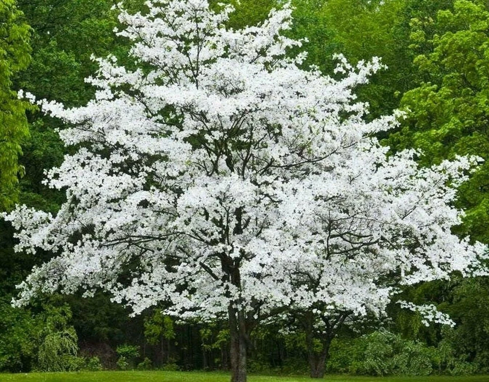 White Flowering Dogwood Tree – Live Plant – Quart Pot – Outdoor - Image 2