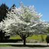White Flowering Dogwood Tree – Live Plant – Quart Pot – Outdoor - Image 1