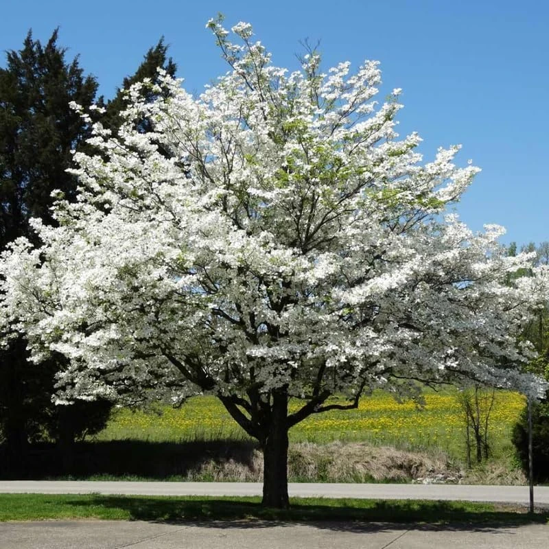White Flowering Dogwood Tree – Live Plant – Quart Pot – Outdoor - Image 1