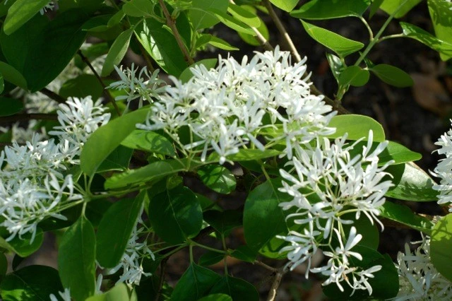 White Fringe Tree – Chionanthus virginicus – Live Plant – 4 inch pot – Outdoor - Image 2