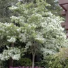 White Fringe Tree – Chionanthus virginicus – Live Plant – 4 inch pot – Outdoor - Image 1