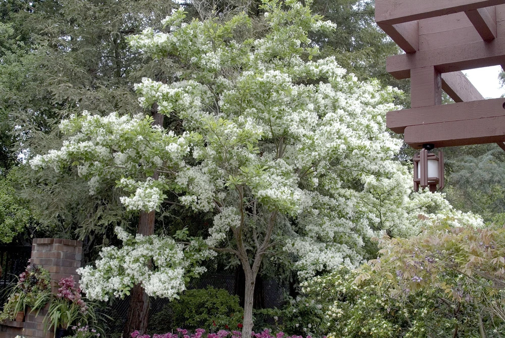 White Fringe Tree – Chionanthus virginicus – Live Plant – 4 inch pot – Outdoor - Image 1