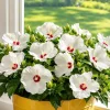 White Hibiscus Live Plant - Hardy Tropical Shrub, 4-8 Inch Tall - Image 1