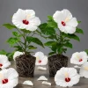White Hibiscus Live Plants Set of 2, Hardy Tropical Shrub, 4-8 Inch Tall - Image 1