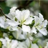 White Hong Kong Orchid Tree Live Plant 12-18" Tall in 4" Pot - Indoor/Outdoor - Image 1