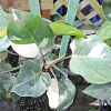 White Knight Philodendron Live Plant – Variegated Houseplant – 4 inch Pot - Image 1