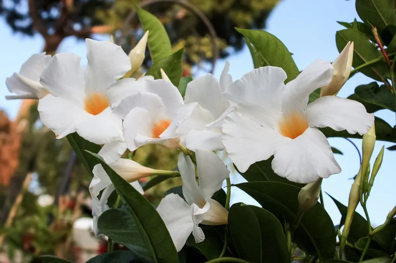 White Mandevilla Live Plant – 4in Pot – Tropical Flowering Vine – Outdoor - Image 2