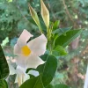 White Mandevilla Live Plant – 4in Pot – Tropical Flowering Vine – Outdoor - Image 1