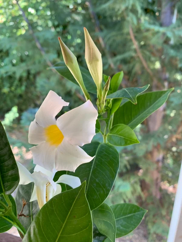 White Mandevilla Live Plant – 4in Pot – Tropical Flowering Vine – Outdoor - Image 1