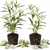 White Milkweed Live Plants - Set of 2, Tuberosa Perennial, 4-6 Inch Tall, Outdoor Garden - Image 1