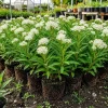 White Milkweed Plants Live for Planting - Set of 4, 4-8 Inch Tall Perennials - Image 1