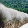 White Muhly Perennial Grass Live Plant - Muhlenbergia Capillaris - 5 Pack - Image 1
