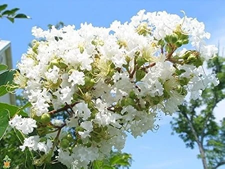 White Myrtle Live Plant – Quart Pot – Fragrant Outdoor Shrub - Image 2
