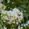 White Myrtle Live Plant – Quart Pot – Fragrant Outdoor Shrub - Image 1