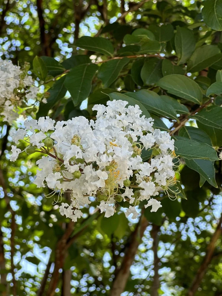White Myrtle Live Plant – Quart Pot – Fragrant Outdoor Shrub - Image 1