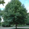 White Oak Tree Live Plant – Quercus alba – 1 Quart Pot – Outdoor Shade Tree - Image 1