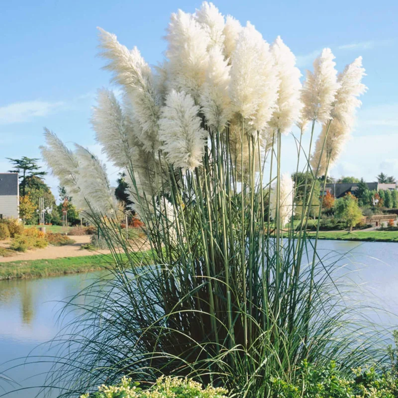 White Pampas Grass Live Plant - 4 Inch Pot Starter, Outdoor Ornamental Grass - Image 2