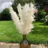 White Pampas Grass Live Plant - 4 Inch Pot Starter, Outdoor Ornamental Grass - Image 1