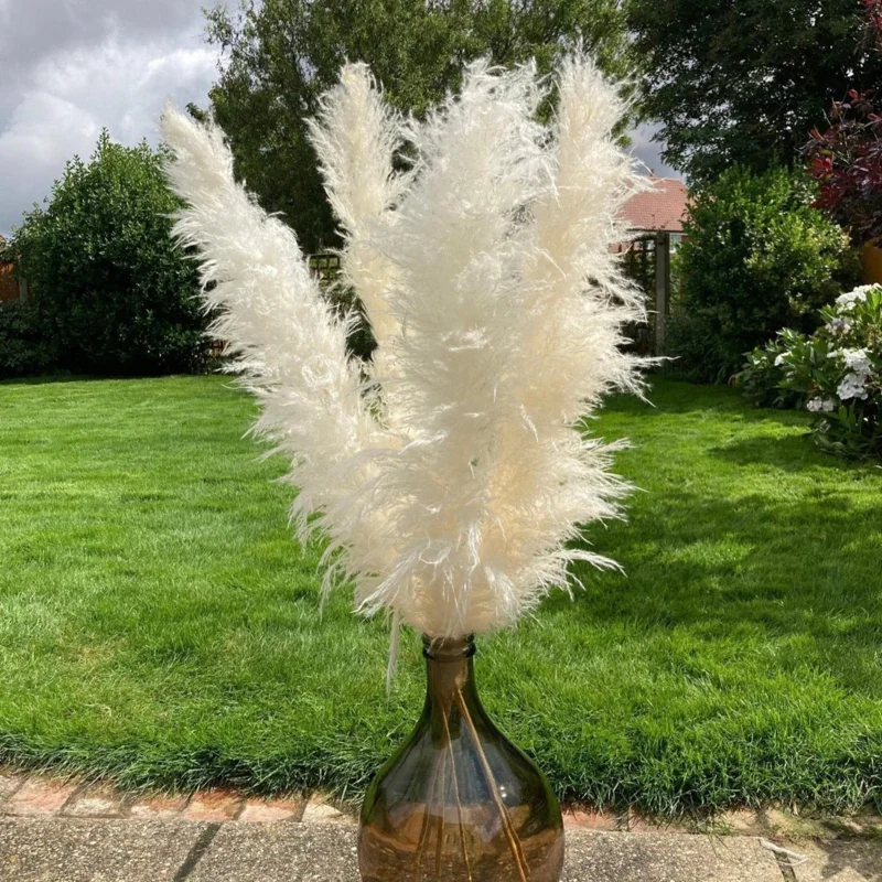 White Pampas Grass Live Plant - 4 Inch Pot Starter, Outdoor Ornamental Grass - Image 1