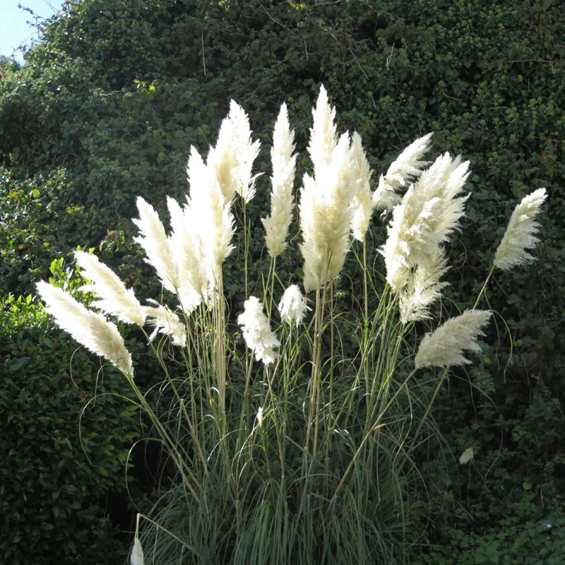 White Pampas Grass Live Plant - 4 Inch Pot Starter Plant, Outdoor - Image 4
