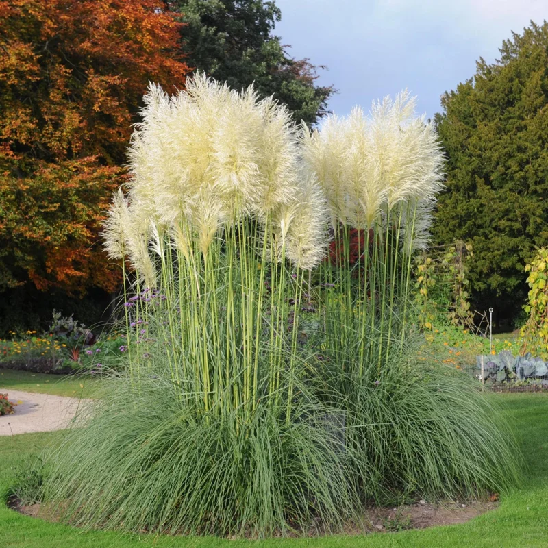 White Pampas Grass Live Plant - 4 Inch Pot Starter Plant, Outdoor - Image 5