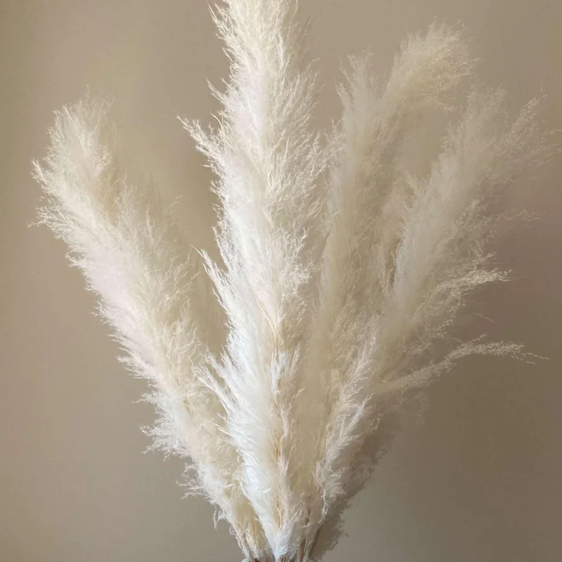 White Pampas Grass Live Plant - 4 Inch Pot Starter Plant, Outdoor - Image 6