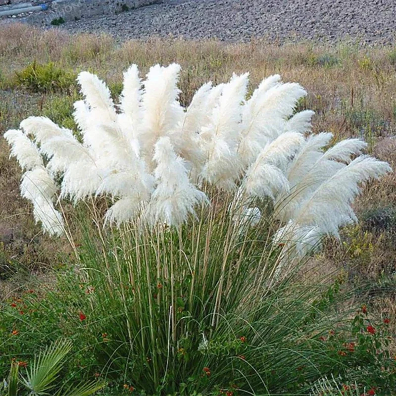 White Pampas Grass Live Plant - 4 Inch Pot Starter Plant, Outdoor - Image 7