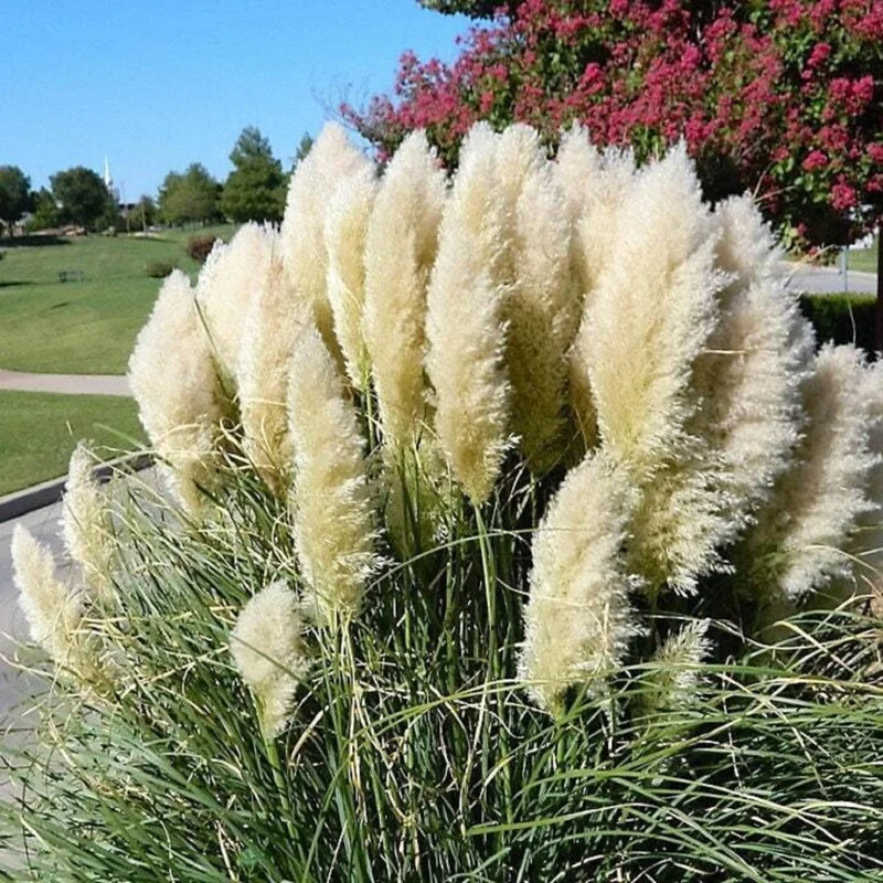 White Pampas Grass Live Plant - 4 Inch Pot Starter Plant, Outdoor - Image 8