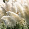 White Pampas Grass Live Plant - 4 Inch Pot Starter Plant, Outdoor - Image 1