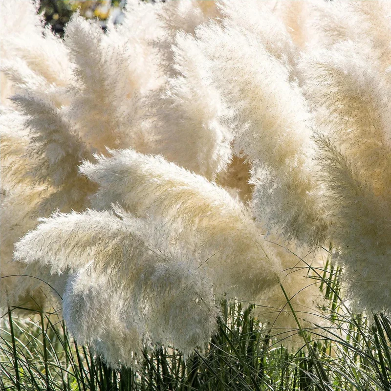 White Pampas Grass Live Plant - 4 Inch Pot Starter Plant, Outdoor - Image 1