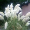 White Pampas Grass Live Plant - Ornamental Perennial, 2.5x4 inch Pot - Image 1