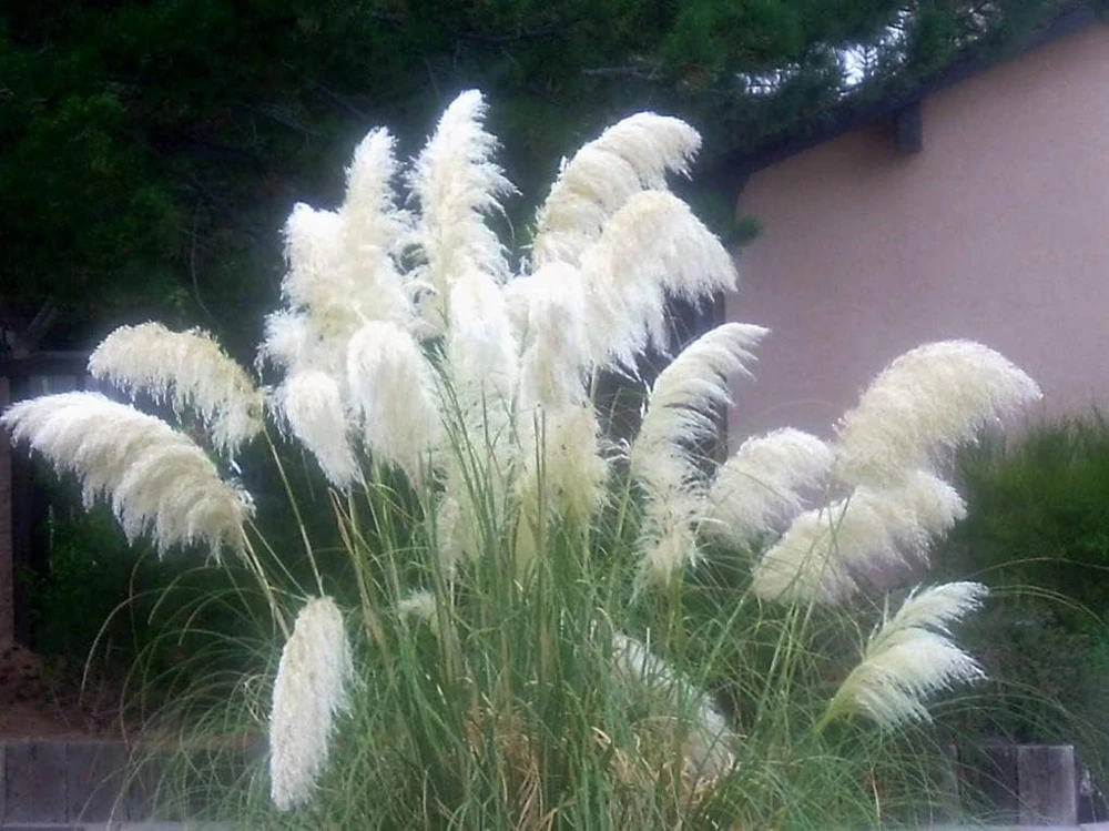 White Pampas Grass Live Plant - Ornamental Perennial, 2.5x4 inch Pot - Image 1