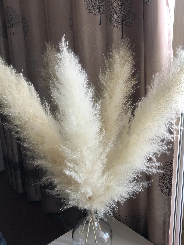 White Pampas Grass Live Plant - Ornamental Perennial, 2.5x4 inch Pot - Image 2