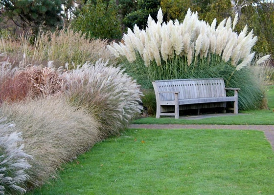White Pampas Grass Live Plant - Ornamental Perennial, 2.5x4 inch Pot - Image 3